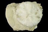 Fossil Sand Dollar (Astrodapsis) on Sandstone - California #144525-1